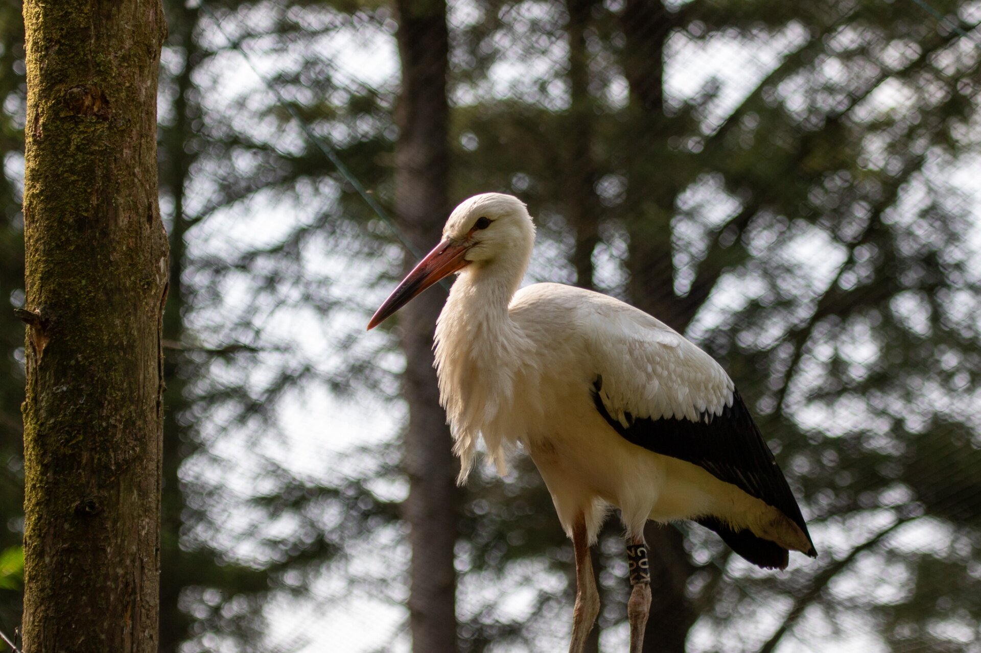 K02, a White Stork from the project, wearing its black identification ring